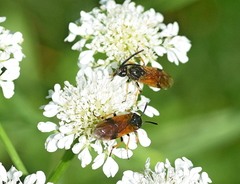 Arge melanochra