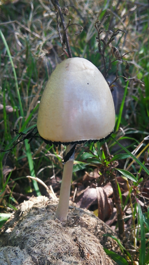 Panaeolus semiovatus · September 2024 · photo: © facu-lamela (iNaturalist, cc-by)