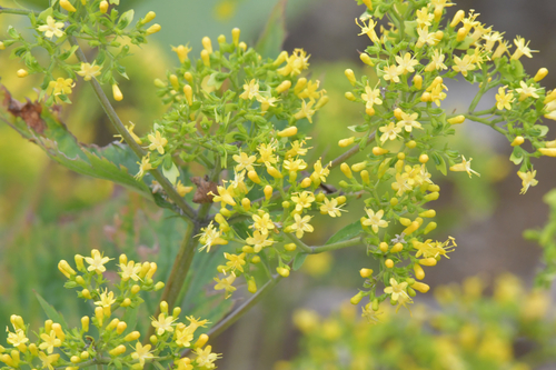 Patrinia gibbosa iNat (2)