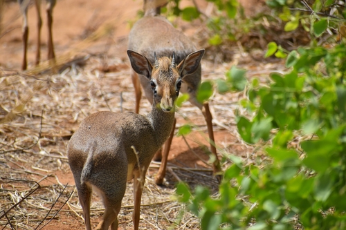 Hinde's Dik-dik