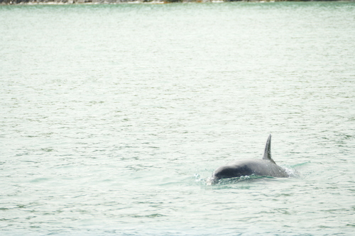 Bottlenose Dolphin