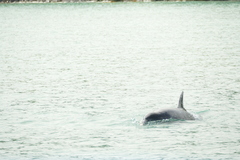 Bottlenose Dolphin