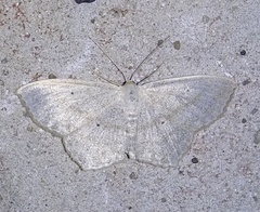 Scopula nigropunctata