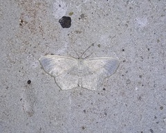 Scopula nigropunctata