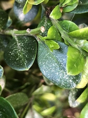 Eurytetranychus buxi