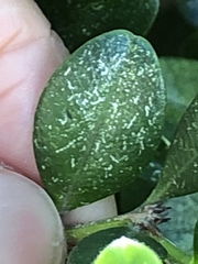 Eurytetranychus buxi