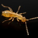 Angel Insects - Photo (c) Steven Wang, some rights reserved (CC BY-NC), uploaded by Steven Wang