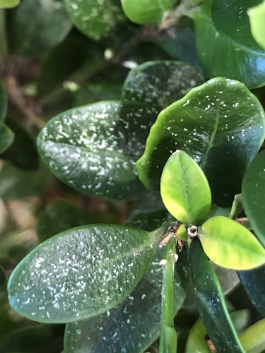 Boxwood Mite