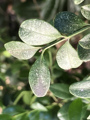 Eurytetranychus buxi