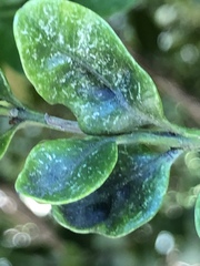 Eurytetranychus buxi