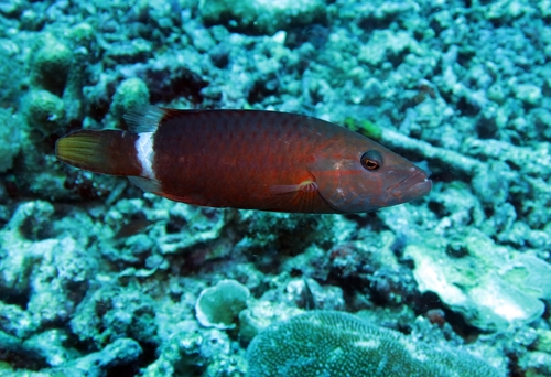 Ringstaart-maorilipvis (Oxycheilinus unifasciatus) — Labridae