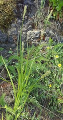 Carex fracta