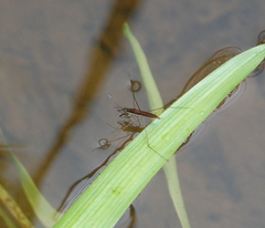 Limnoporus dissortis