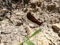 Marpesia zerynthia