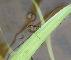 Limnoporus dissortis