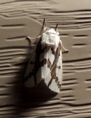 Euerythra phasma