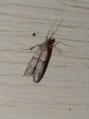 Vitula serratilineella