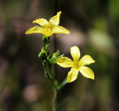 Linum sulcatum
