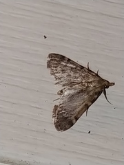 Aglossa pinguinalis