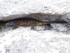 Pseudocordylus microlepidotus