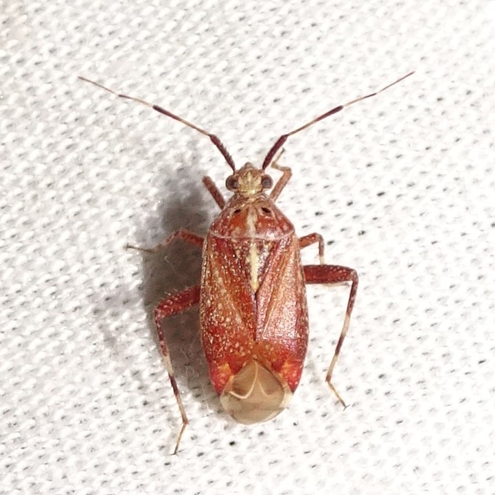 Taedia celtidis