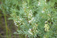 Astragalus tenellus
