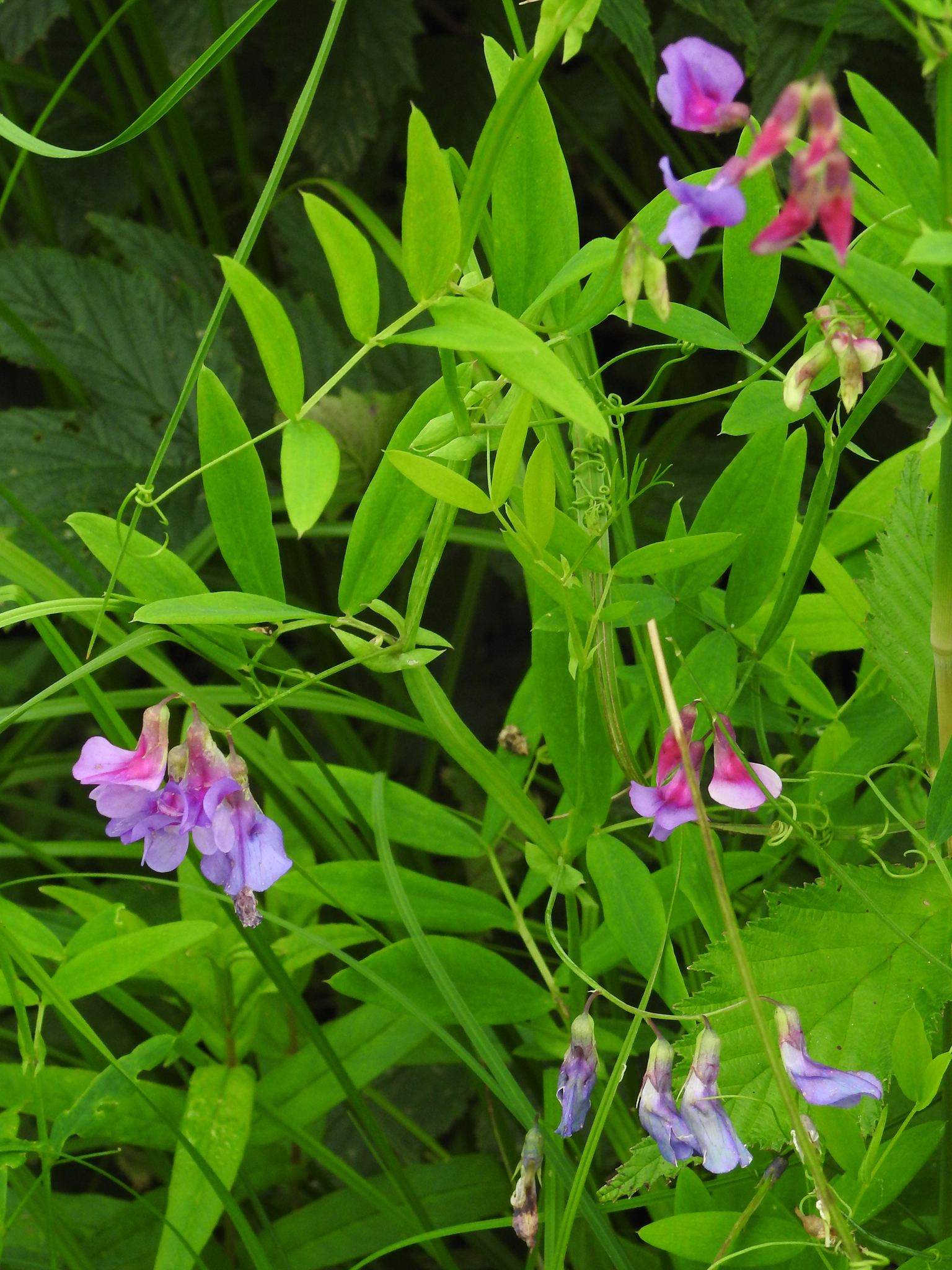 Lathyrus palustris