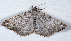 Digrammia denticulata