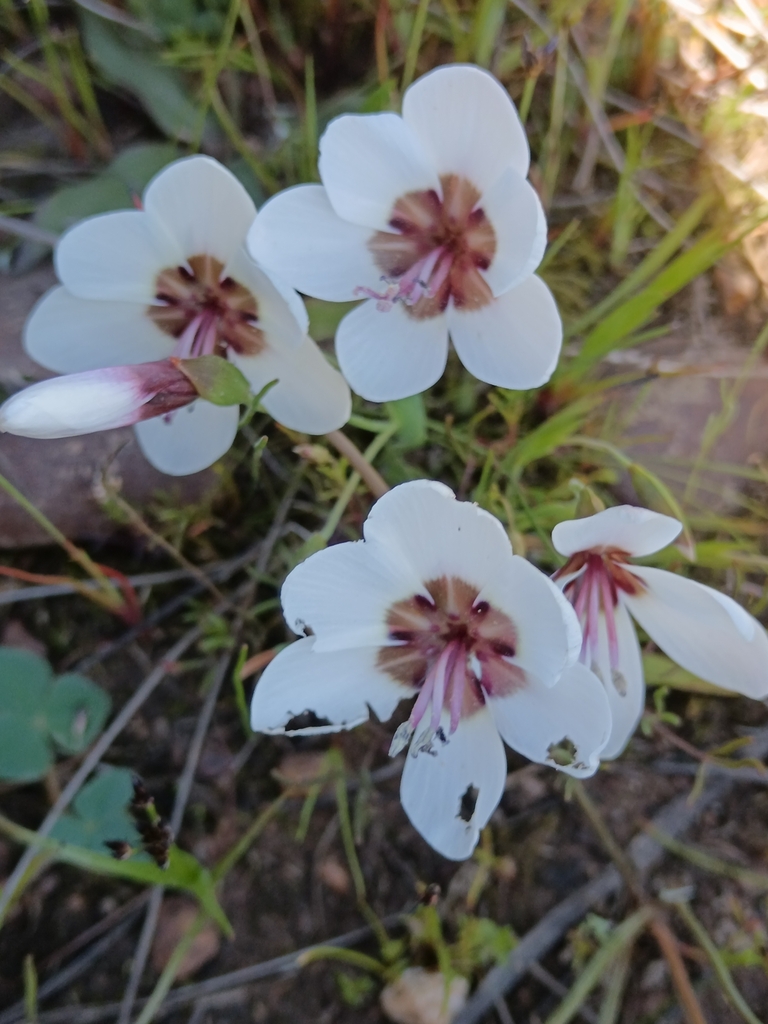 Geissorhiza tulbaghensis, Drakenstein Municipality, South Africa