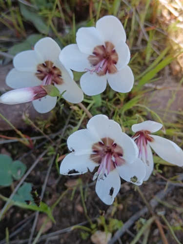Geissorhiza tulbaghensis
