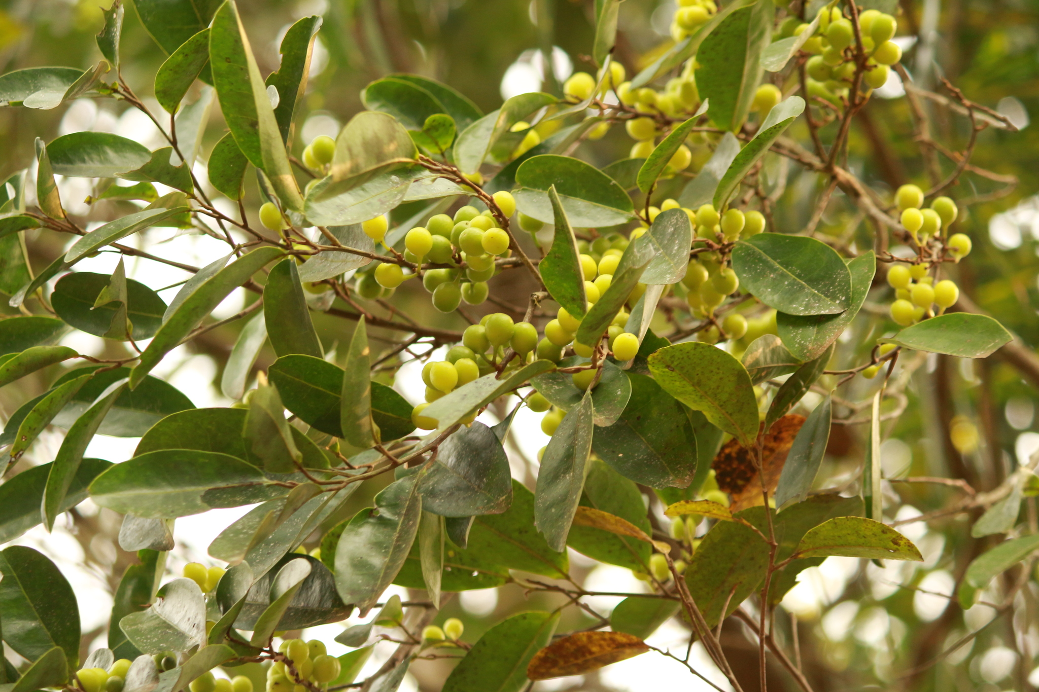 Pera glabrata
