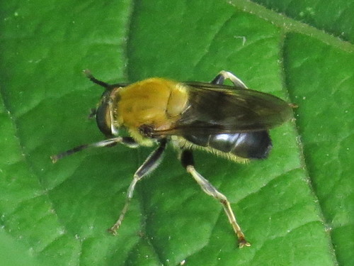 Goldenback photo 2