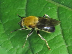 Pterallastes thoracicus