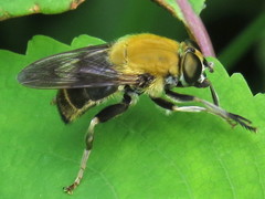 Pterallastes thoracicus