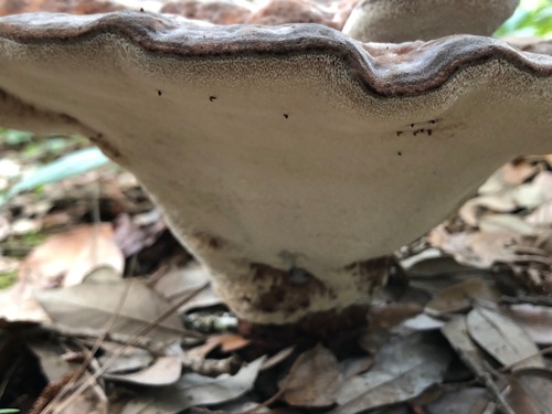 White Chicken Mushroom