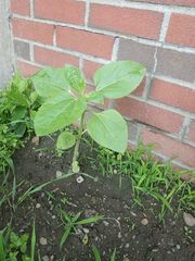 Magnoliopsida