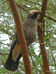 Lamprotornis albicapillus