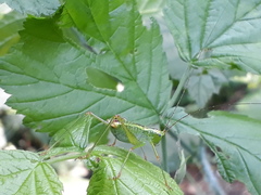 Andreiniimon nuptialis