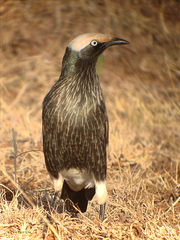 Lamprotornis albicapillus