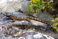 Pseudocordylus microlepidotus