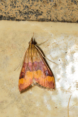 Pyrausta flavofascialis