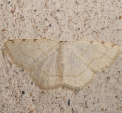 Stegania trimaculata