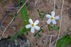 Oxalis tenella