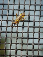 Campyloneura virgula