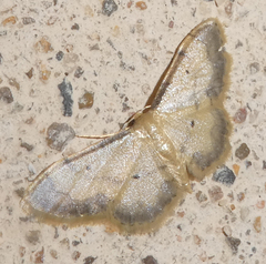 Idaea politaria