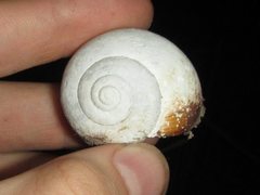 Xanthomelon saginatum