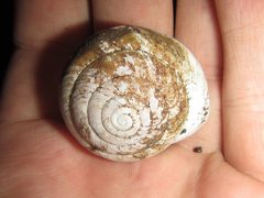 Spurlingia tinarooensis
