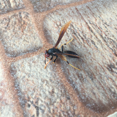 Polistes erythrocephalus