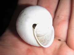 Spurlingia tinarooensis