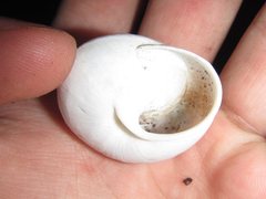 Spurlingia tinarooensis